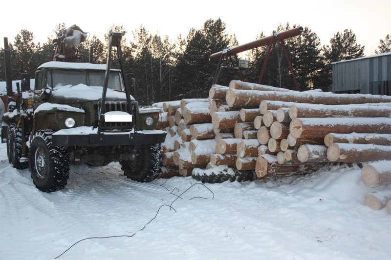 На свердловском лесоповале мужчину насмерть придавило деревом