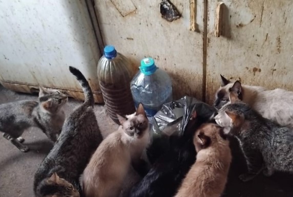 Липкий пол и моча с фекалиями: в квартире Нижнего Тагила обнаружено около 100 кошек    | В одной из квартир Нижнего Тагила обнаружили около 100 кошек, живущих в ужасных условиях