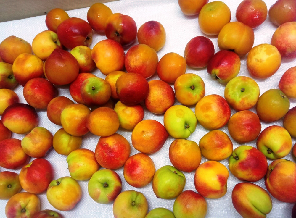 В Свердловскую область могли попасть зараженные продукты из-за рубежа | В Свердловской области задержали зараженные продукты из-за границы