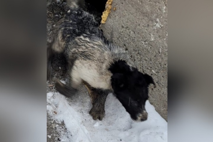 Спасатели достали собаку из подвала магазина в Нижнем Тагиле