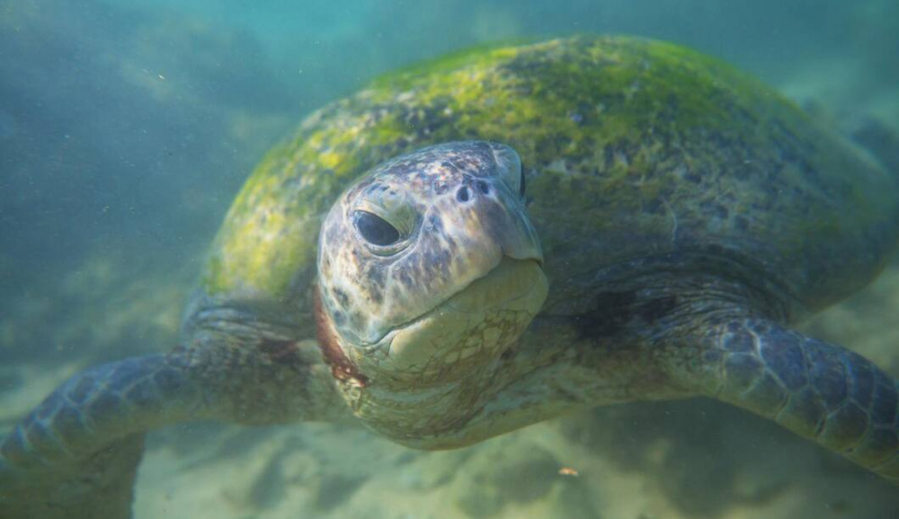 В Нижнем Тагиле рыбак поймал черепаху на удочку | На Урале рыбак в городском пруду выловил черепаху