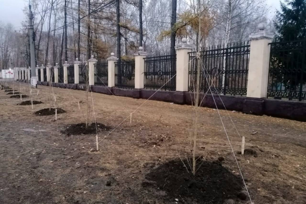 В Нижнем Тагиле на улице Металлургов высадили 176 молодых деревьев | На Урале дополнительно высадили 176 берлинских тополей В Нижнем Тагиле на улице Металлургов высадили 176 молодых деревьев | На Урале дополнительно высадили 176 берлинских тополей