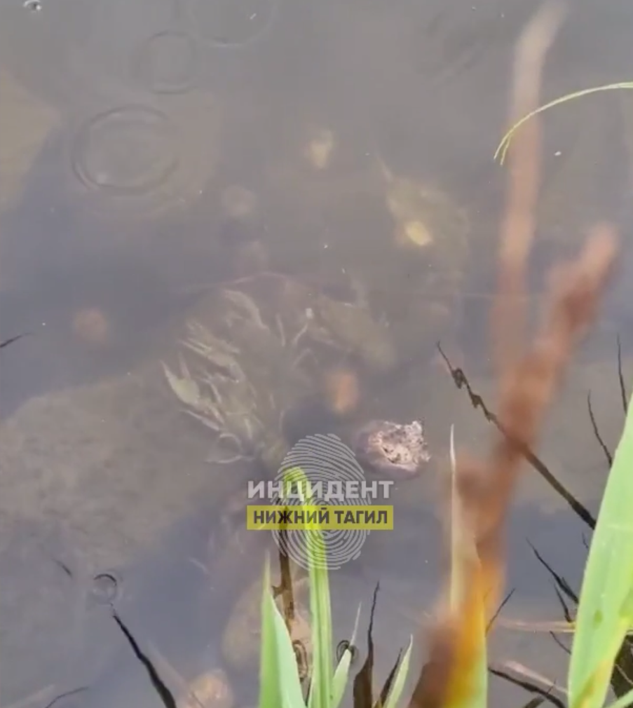 Живых раков обнаружили тагильчане в реке Тагилке 