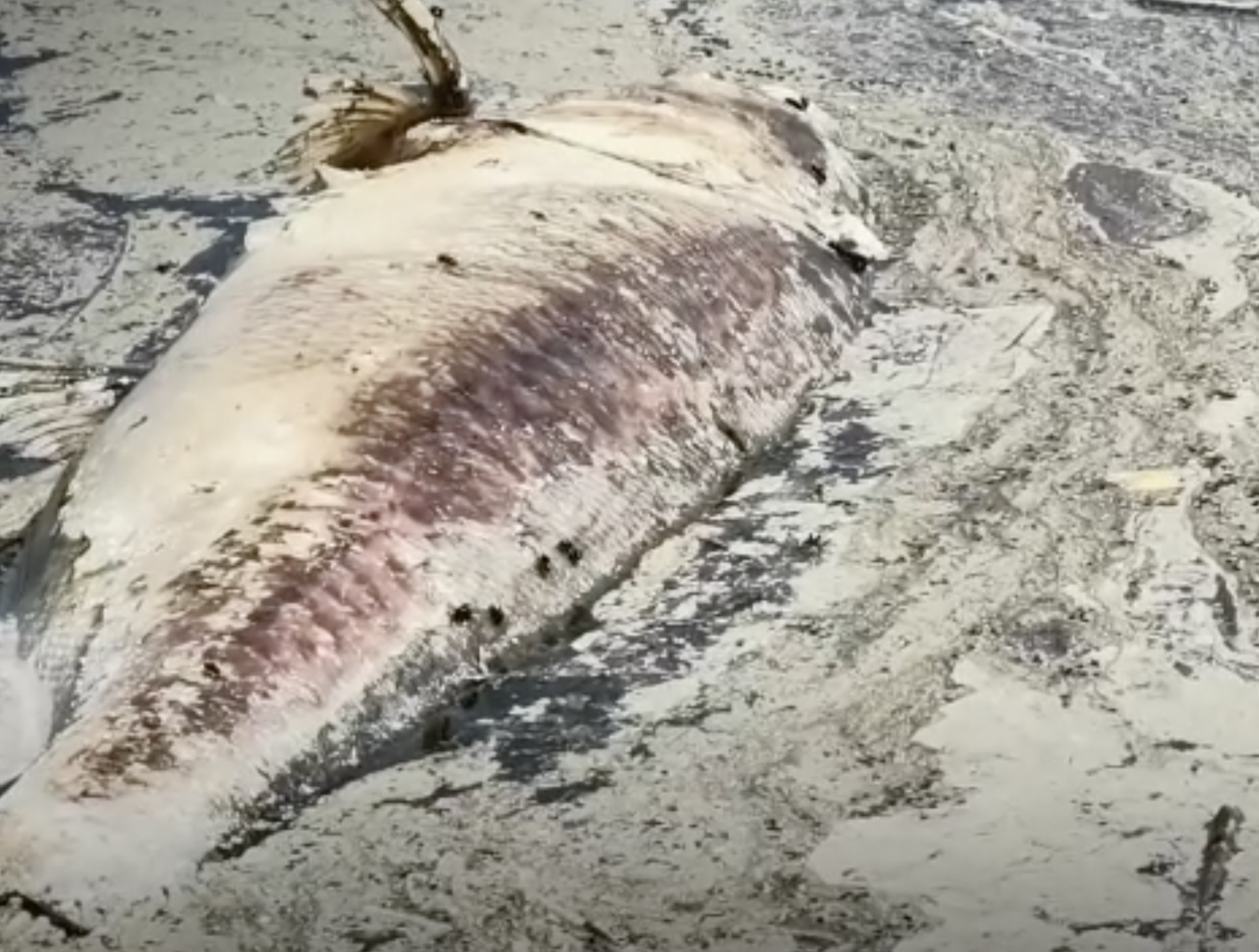 Загадочная находка в Исети: Крупная рыба в Городском пруду Екатеринбурга вызвала удивление