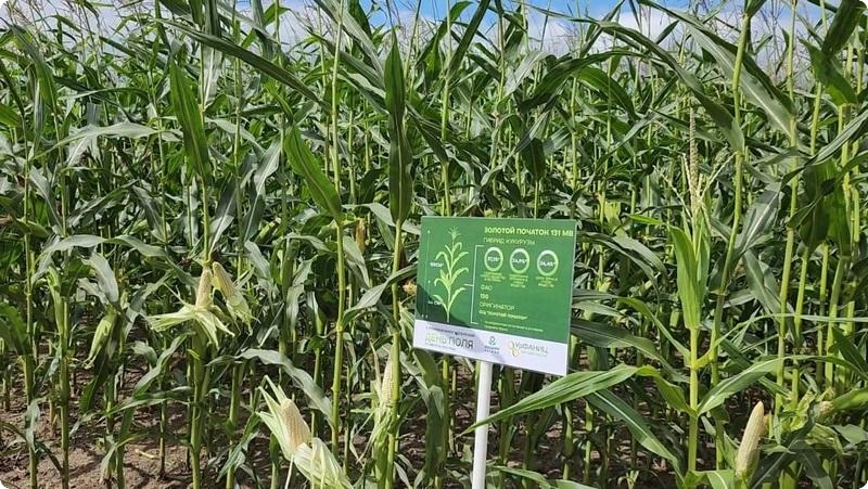 Ученые Свердловской области определят лучшие гибриды кукурузы для повышения кормовой базы | На Урале выберут лучший вид кукурузы из 36 гибридов