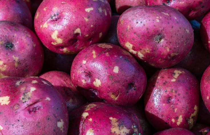 На Урале ученые вывели новый сорт картошки: она фиолетовая и дает высокий урожай | Свердловские ученые вывели новый сорт фиолетового картофеля: он урожайнее обычного в несколько раз На Урале ученые вывели новый сорт картошки: она фиолетовая и дает высокий урожай | Свердловские ученые вывели новый сорт фиолетового картофеля: он урожайнее обычного в несколько раз