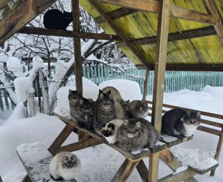 Хозяин умер, а они остались: в поселке под Нижним Тагилом более 20 кошек — они пережили 30-градусные морозы | Под Нижним Тагилом спасают 21 кошку, оставшуюся без хозяина