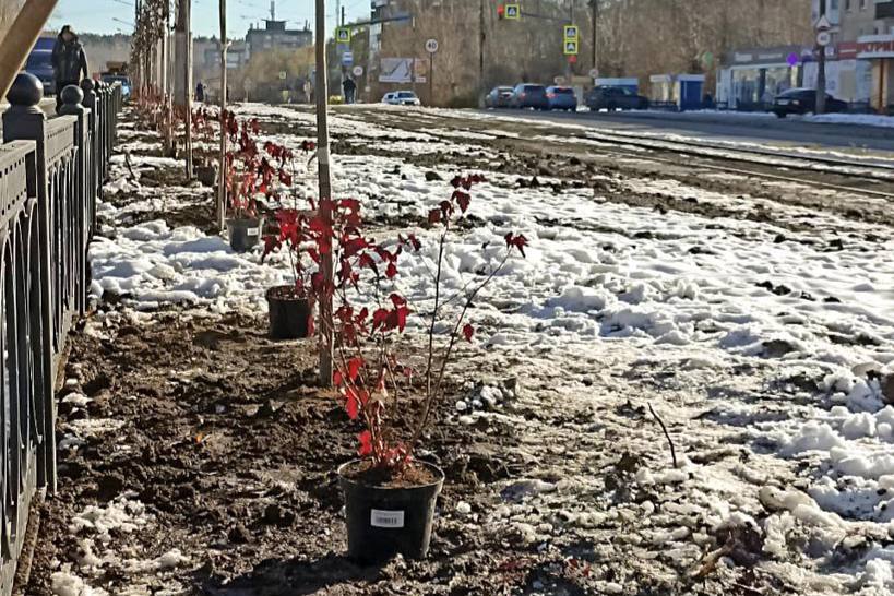 В Нижнем Тагиле приступили к озеленению Ленинградского проспекта | На Урале занялись озеленением пешеходной зоны