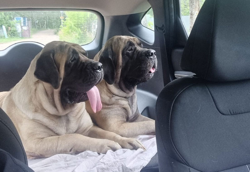 3 500 рублей за ночь: сколько стоит отпуск с питомцем в Свердловской области | Свердловчане вошли в топ-3 самых «питомцевых» туристов России