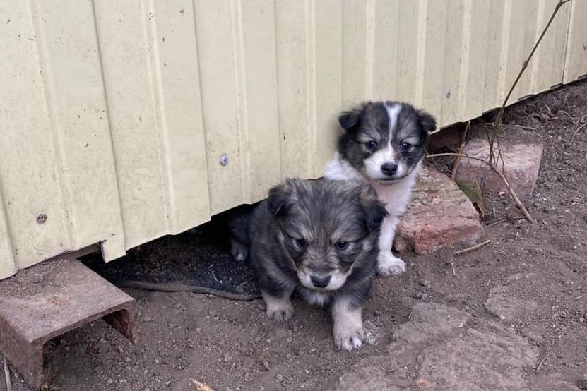Волонтеры Нижнего Тагила спасли 11 щенков: их подобрали на улице | На Урале спасли уличных щенков, которые только родились