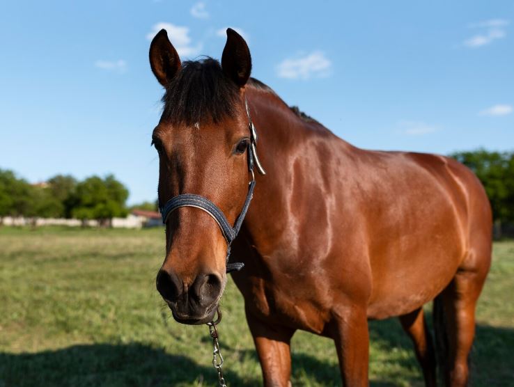 Ученые из Англии выяснили, что лошади способны планировать заранее и мыслить стратегически | Команда исследователей: лошади осознают последствия своих действий 