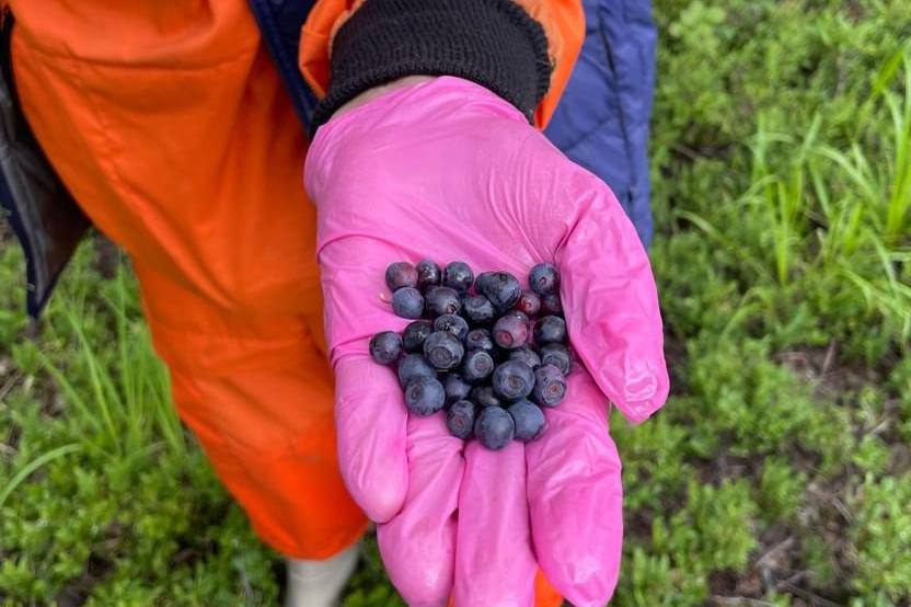 Свердловчане собирают все больше ягод в лесах: была замечена первая черника | Жители Урала собрали в лесу первую чернику Свердловчане собирают все больше ягод в лесах: была замечена первая черника | Жители Урала собрали в лесу первую чернику