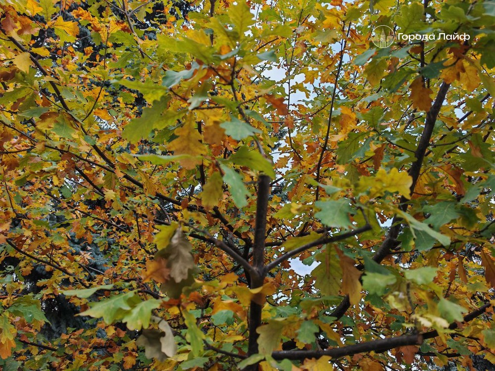 Погода в Нижнем Тагиле на 30 сентября: до +8°C и высокая влажность | В Нижнем Тагиле 30 сентября ожидается прохладная погода Погода в Нижнем Тагиле на 30 сентября: до +8°C и высокая влажность | В Нижнем Тагиле 30 сентября ожидается прохладная погода