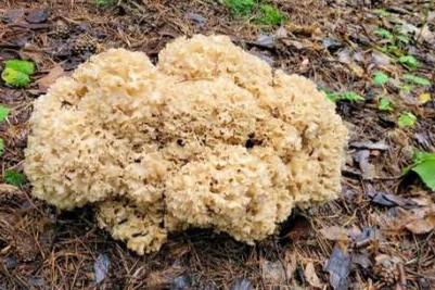 Свердловские грибники обнаружили в лесу редчайший гриб из Красной книги | На Урале грибники нашли один из самых редких грибов – спарассис курчавый