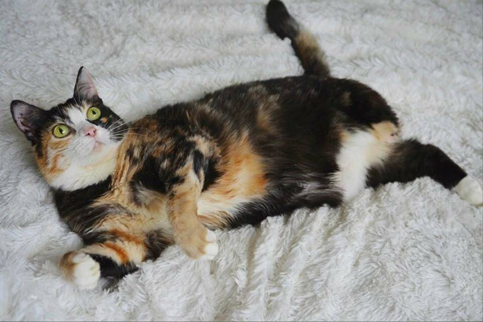 В Екатеринбурге обрела новый дом кошка-инвалид из Донбасса