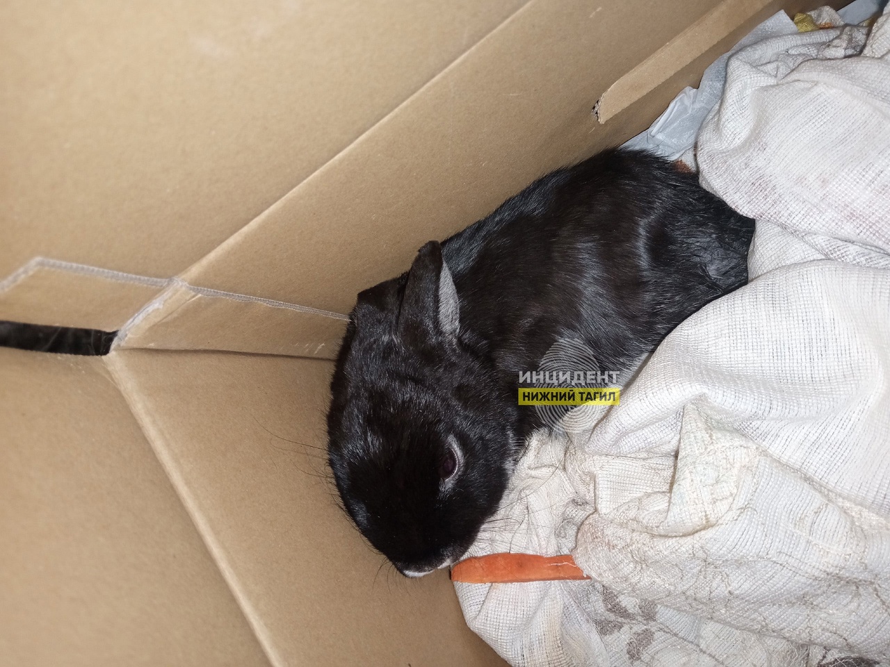 В Нижнем Тагиле выбросили на мороз чёрного кролика