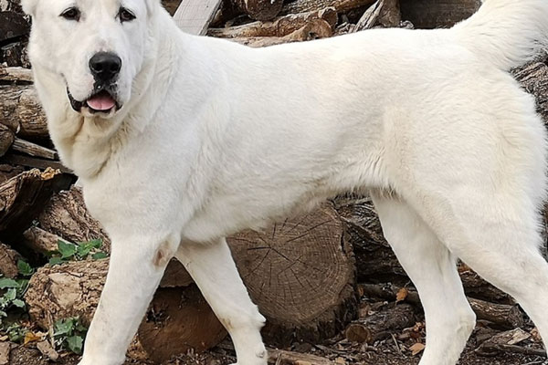 Прокуратура Нижнего Тагила проверяет случай нападения собаки на мужчину с ограниченными возможностями | Прокуратура Нижнего Тагила проверяет случай нападения собаки на мужчину с ограниченными возможностями