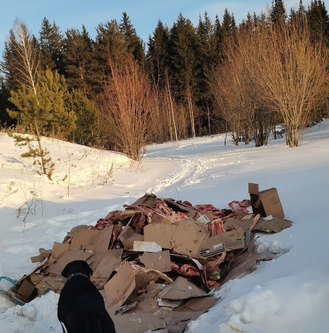 В Нижнем Тагиле обнаружили свалку с костями крупного рогатого скота