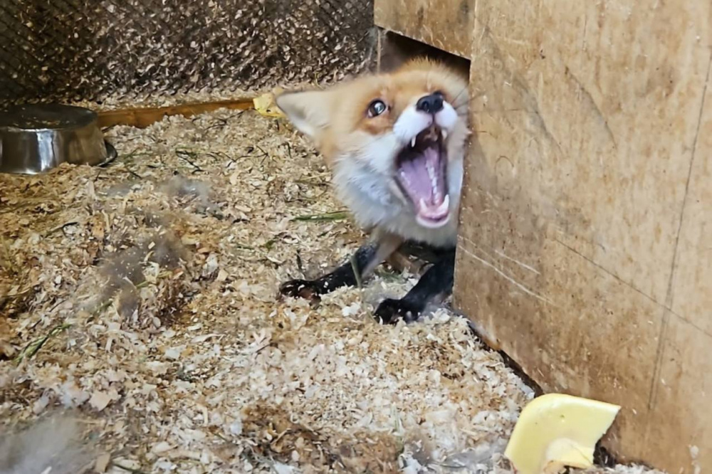 В Нижнем Тагиле волонтеры спасли лису, которую заперли в темном гараже  | На Урале дикую лису забрали у людей, которые держали ее в темном гараже