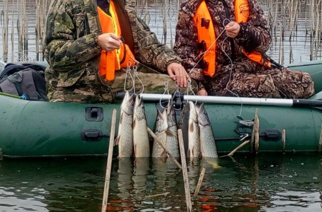 На Урале рыбаки поймали трехкилограммовую щуку | Рыбаки Свердловской области поймали большой улов щук На Урале рыбаки поймали трехкилограммовую щуку | Рыбаки Свердловской области поймали большой улов щук