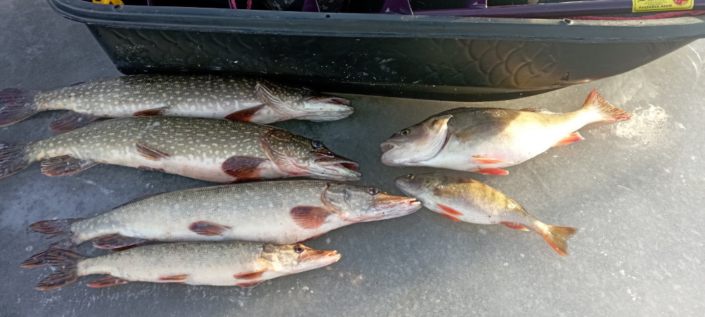 Под Нижним Тагилом рыбаки открыли сезон: мужчина обновил личный рекорд по окуню | На Урале рыбак поймал 20 щук с одной лунки