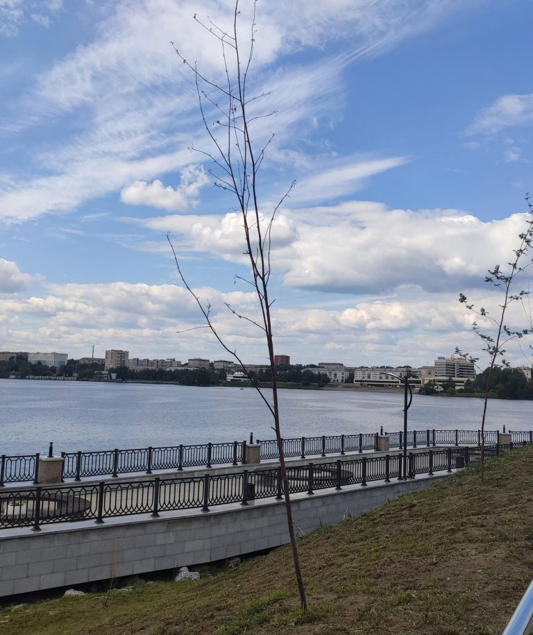 На набережной Нижнего Тагила погибли более десятка деревьев и кустарников