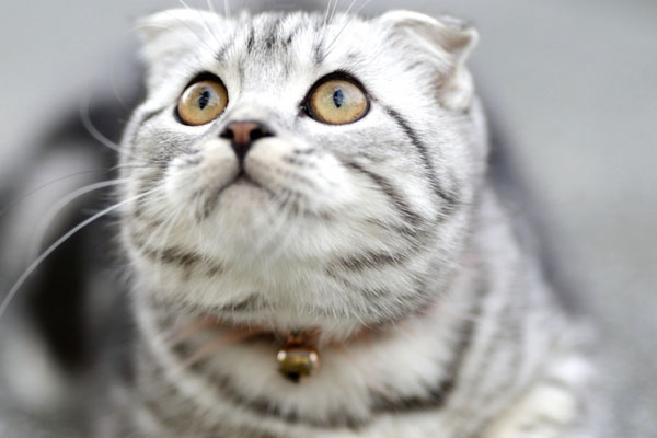 Спасатели в Свердловской области сняли кота с 20-метровой сосны | В Свердловской области спасли кота, три дня сидевшего на 20-метровой сосне