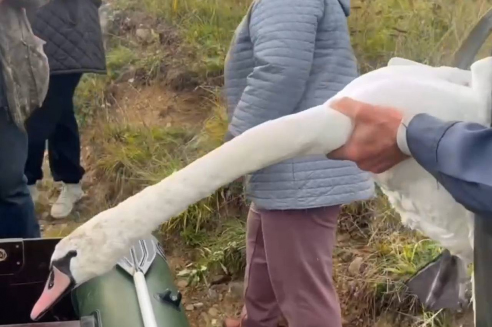 В Свердловской области спасли лебедя, который не умеет летать: его увезли в приют Нижнего Тагила  | На Урале волонтеры спасли лебедя, который не смог улететь с семьей 