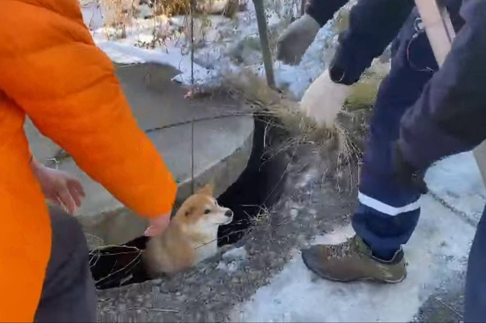 «Ничего милее вы не увидите»: спасатели Нижнего Тагила достали пса из открытого люка | На Урале собака провалилась в приоткрытый коллектор 