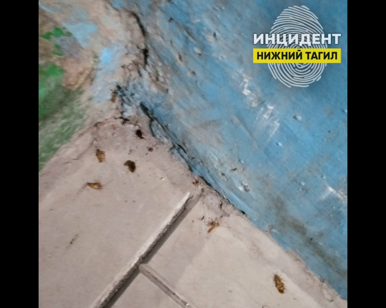 Тагильчане дали совет землякам, изнывающим от тараканов