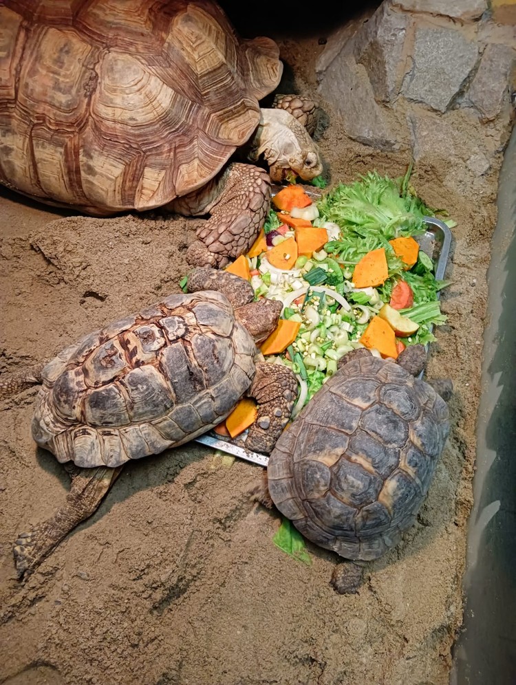 На Урале за вход в зоопарк можно будет заплатить тыквой