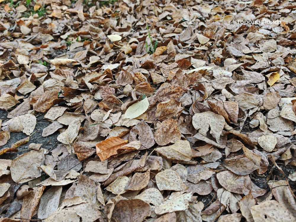 5 гениальных идей, куда деть гору травы, веток и листьев после уборки — используем мусор с умом