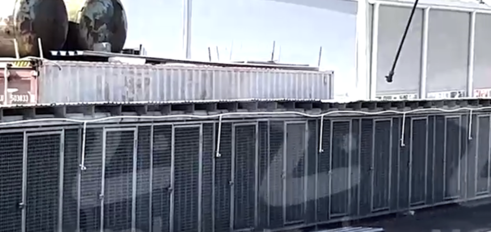 Сотни собак бесследно исчезли в Нижнем Тагиле | Сотни собак исчезли в Нижнем Тагиле