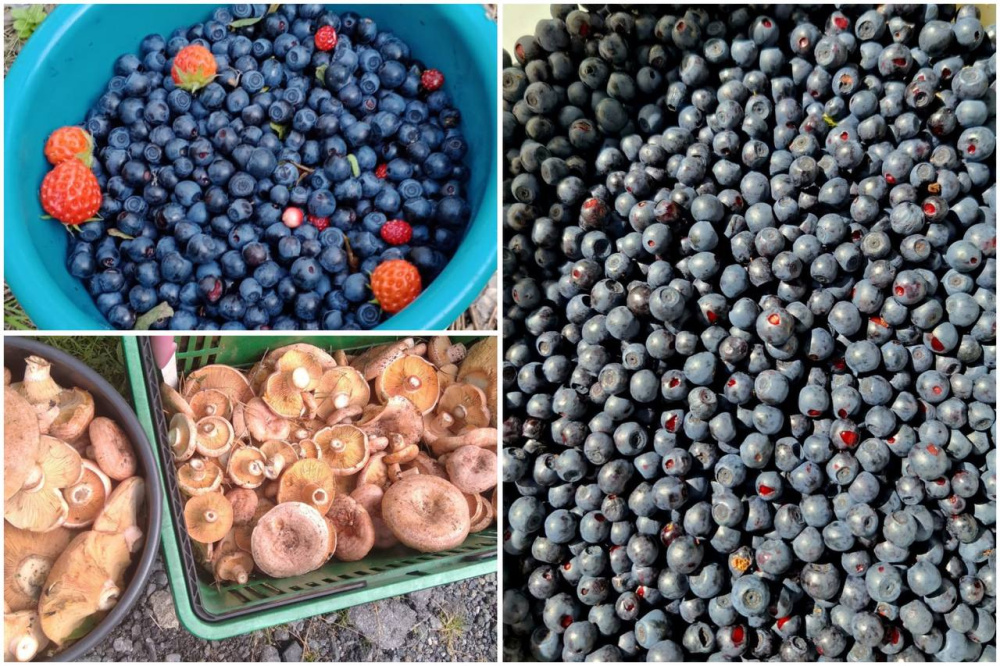 «Устала собирать малину»: свердловчане возвращаются с ведрами ягод и грибов из леса  | На Урале грибники находят в лесах огромное количество малины и черники 