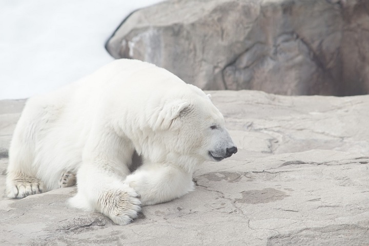 Тагильчанин спас на вахте белую медведицу, которую скоро привезут в Екатеринбург Тагильчанин спас на вахте белую медведицу, которую скоро привезут в Екатеринбург
