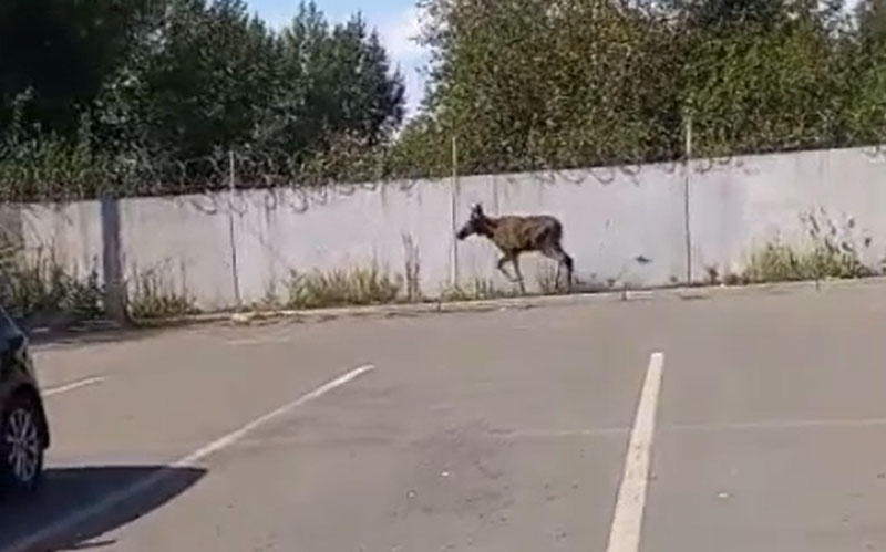 Испуганный лось устроил переполох на тагильской парковке | В Нижнем Тагиле лось забрёл на парковку у Коксохима