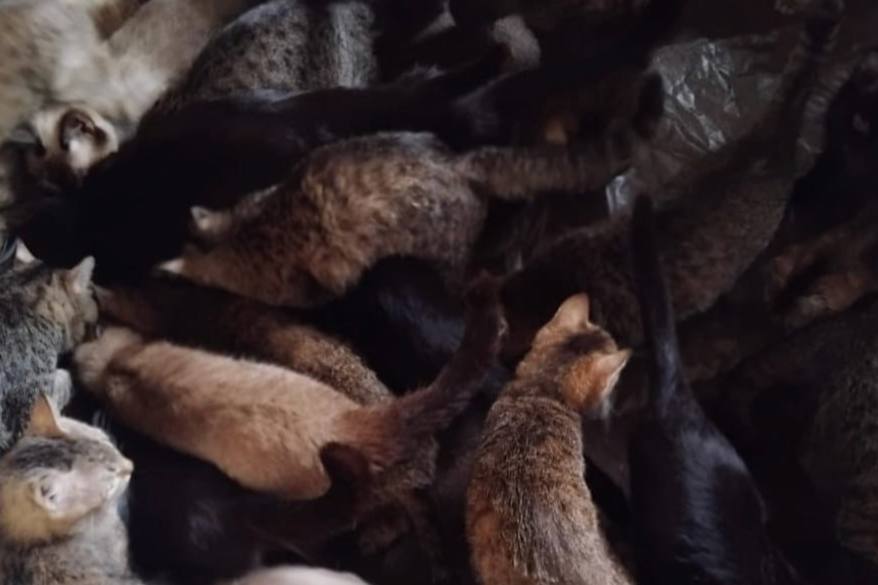 Тагильские волонтеры рассказали, что будут дальше делать с котами, найденными в квартире, полной больных животных | На Урале пристраивают котов, найденных в квартире, где было около 100 больных и беременных животных