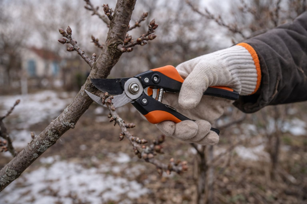 Как обрезать деревья весной: сроки, правила и советы для хорошего урожая | Как правильно обрезать деревья и кустарники весной