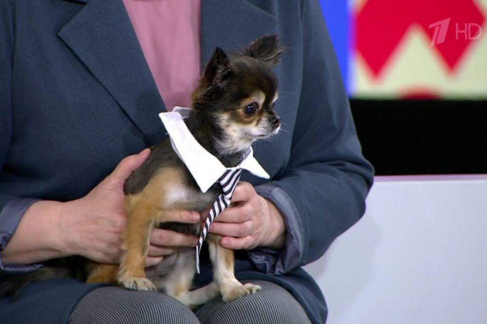 Чихуахуа из Нижнего Тагила стал героем передачи на «Первом канале» | Чихуахуа с Урала покорил сердца зрителей передачи «Первого канала»