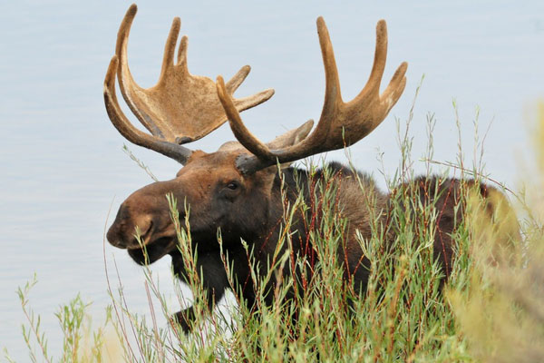 Еще один лось погиб на трассе Екатеринбург – Нижний Тагил – Серов — его сбила женщина | На уральской трассе женщина насмерть сбила дикого лося