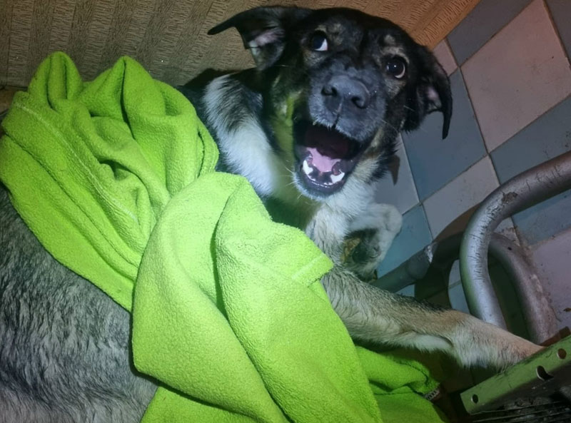 В Нижнем Тагиле спасатели помогли собаке, лапа которой застряла в батарее отопления | В Нижнем Тагиле спасатели освободили пса Малыша, застрявшего в батарее