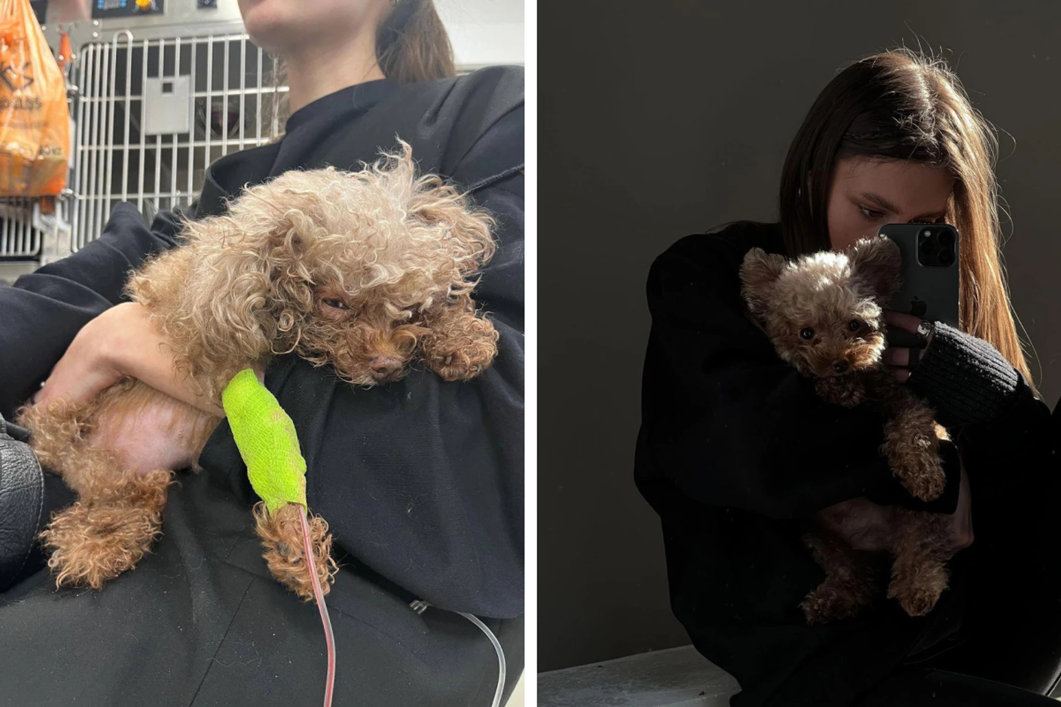 Грумера не будут привлекать к уголовной ответственности по жалобе владелицы мальтипу в Нижнем Тагиле