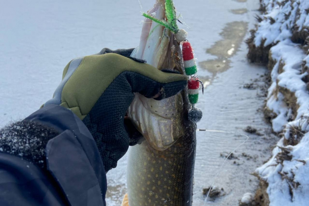 «Поймал более 15 хвостов»: в Свердловской области рыбак поделился результатами удачной ловли | На Урале рыбак похвастался своим самым удачным уловом по количеству рыбы