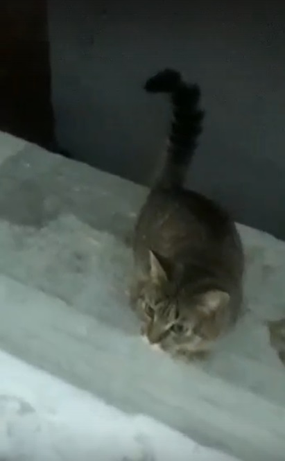 Озверевшие жители Свердловской области выбросили на мусорку кошку, собаку и новорождённую козочку Озверевшие жители Свердловской области выбросили на мусорку кошку, собаку и новорождённую козочку