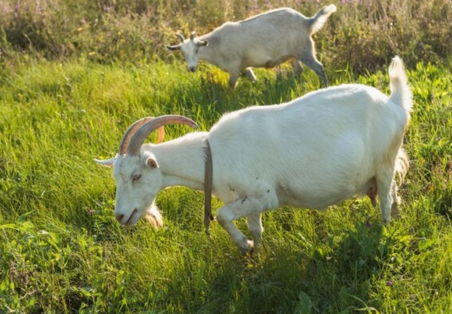 Интересные вакансии для свердловчан: можно стать сортировщиком книг или рабочим на козьей ферме | Уральцам в поисках работы рассказали, на какие вакансии можно откликнуться прямо сейчас