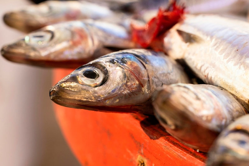В водоеме под Нижним Тагилом берег оказался усыпан мертвой рыбой | На Урале на побережье реки обнаружили много мертвой рыбы