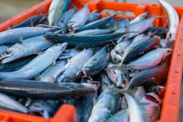 На полках уральских магазинов могла появиться рыба сомнительного качества | В Свердловской области обнаружили 6 тонн рыбы неизвестного происхождения