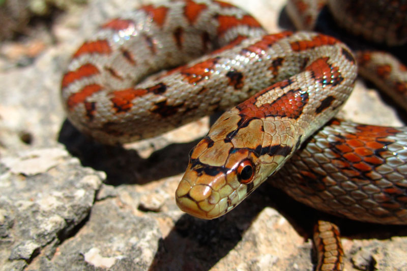 В Нижнем Тагиле начался «змеиный сезон»: очевидцы сообщают о случаях встречи с опасными животными | В Нижнем Тагиле после зимы активизировались змеи