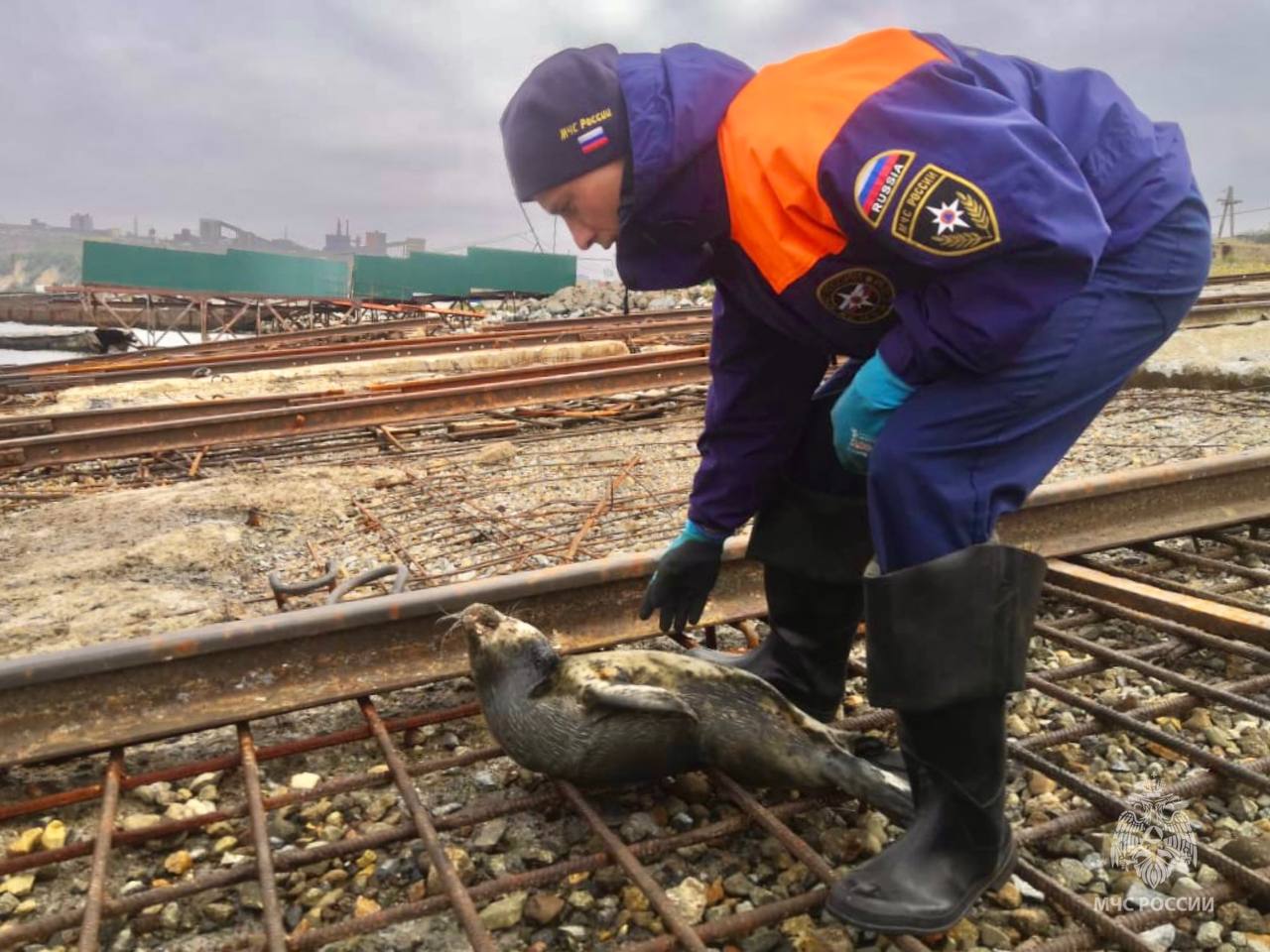 Детеныша нерпы спасли сотрудники МЧС России в Магаданской области 