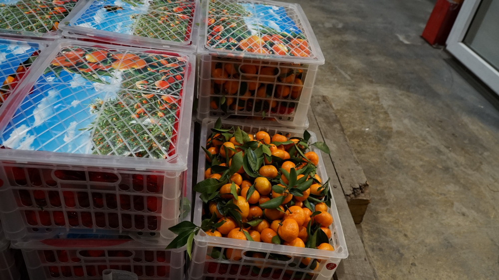 В Свердловскую область в 2024 году поступила крупная партия мандаринов весом более 20 тонн | На Урал завезли почти четыре тысячи тонн мандаринов